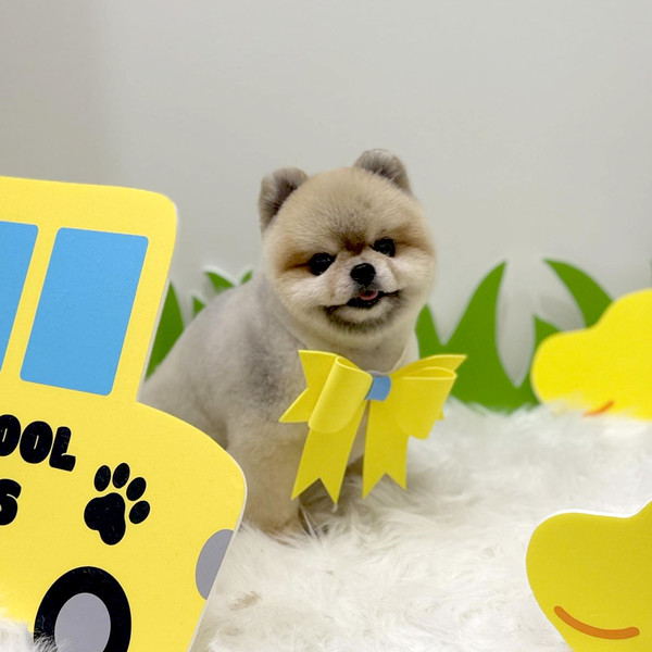 [부산 부산진구] 미찌동펫 체험단