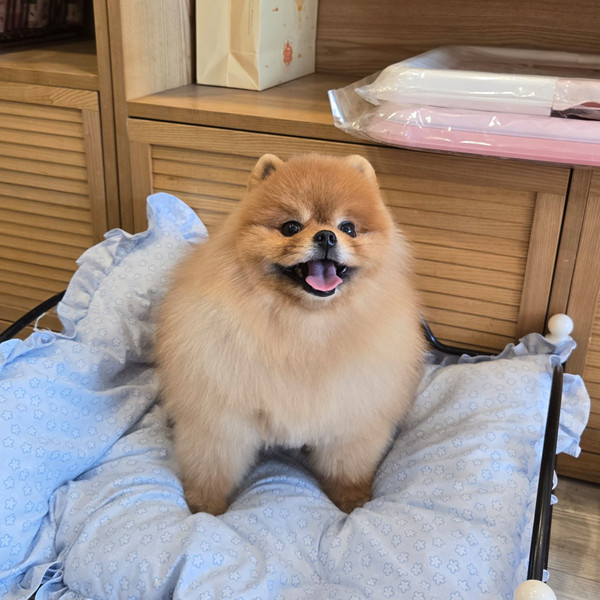 [경남 창원] 뭉뭉이애견샵 체험단