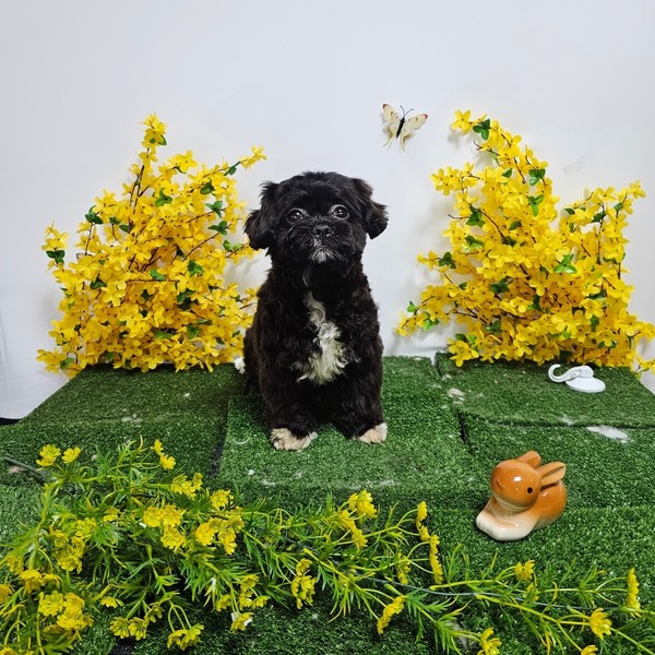 [인천 남동구] 뽀송하개 체험단