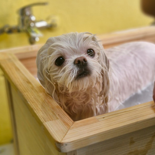 [울산 동구] 댕냥테라피 체험단