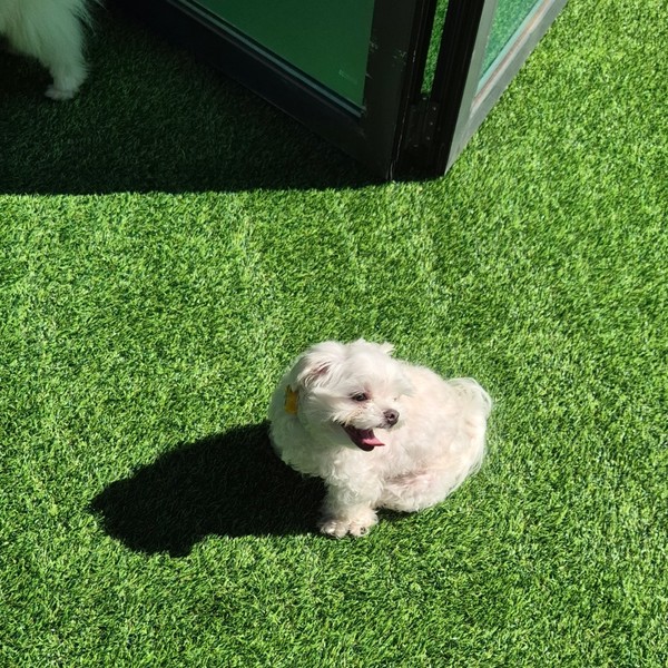 [강원 원주] 푸젤강아지유치원 체험단