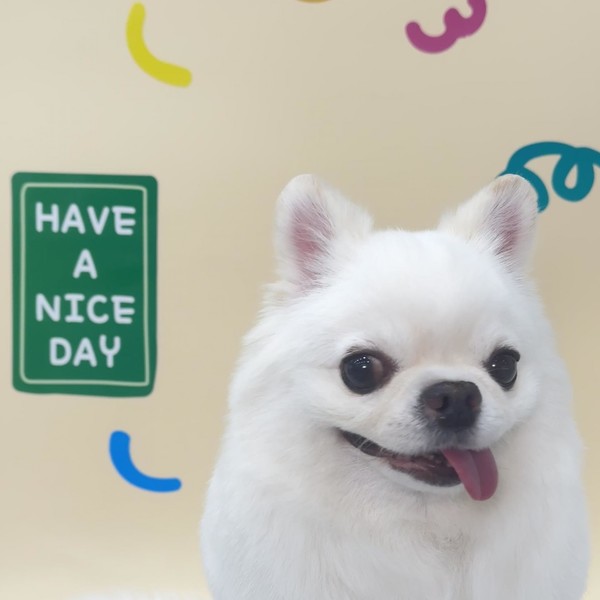 [광주 서구] 어썸독