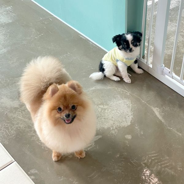 [경기 시흥] 댕그리