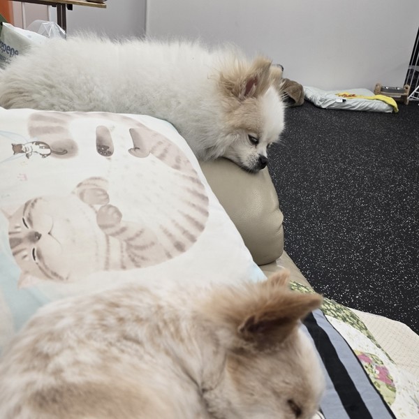 [서울 양천구] 꼬마네 펫 데이케어센터 체험단