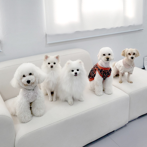 [부산 서구] 멍케어존