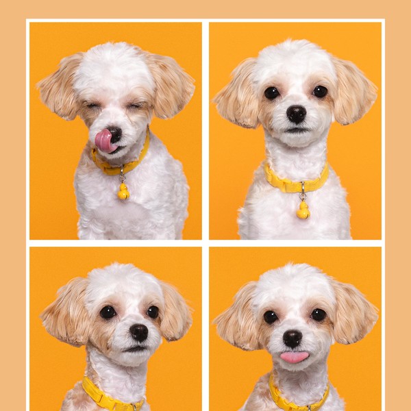 [서울 서초] 마스코타